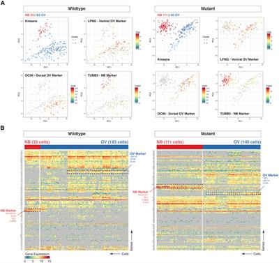 Single Cell Transcriptomics Reveal Abnormalities in Neurosensory Patterning of the Chd7 Mutant Mouse Ear